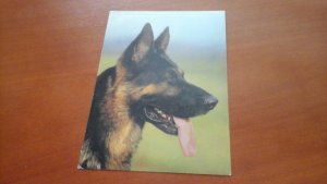 gebrauchtes Buch – F.Thielecke – Deutscher Schäferhund