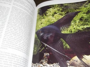 gebrauchtes Buch – Siegfried Brall – Erfolg mit Skalaren Geschichte, Hobby, Züchtung