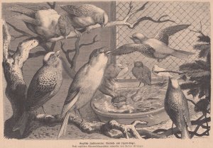 Englische Zucht-Kanarien-Vögel: Norwich-Kanarien und Lizard-Kanarien. Schöne Abbildung.