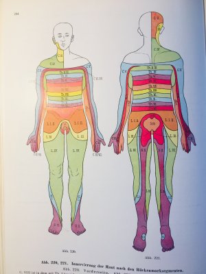 gebrauchtes Buch – Rauber-Kopsch – Lehrbuch und Atlas der Anatomie des Menschen (Bd. III) Nervensystem-Sinnesorgane