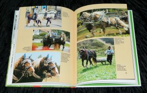 gebrauchtes Buch – Gine Willrich – Kaltblutpferde - Dicke Freunde - Starke Typen / TOP-Zustand
