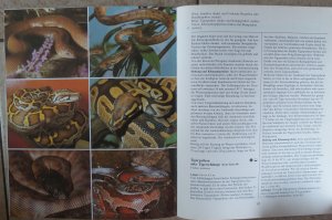 gebrauchtes Buch – Klaus Griehl – Schlangen; Riesenschlangen und Nattern im Terrarium;