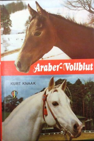 Araber-Vollblut.