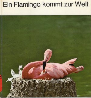 Ein Flamingo kommt zur Welt