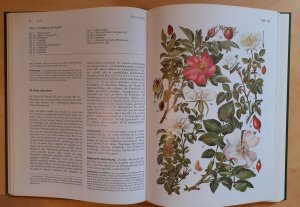 gebrauchtes Buch – Gustav Hegi – Illustrierte Flora von Mitteleuropa. Pteridophyta - Spermatophyta