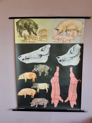 Europäisches Wildschwein/ Europäisches Hausschwein/ Sus scrofa scrofa, Sus scrof domesticus/ Wild-boar-pig/ Sanglier-cochon/ Jabali-cerdo/ Cinghiale-porco […]