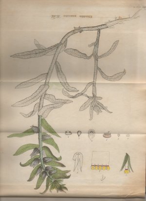 Die Strand- und Steppengebiete der Iberischen Halbinsel und deren Vegetation : ein Beitrag zur physikalischen Geographie, Geognosie und Botanik ; nebst […]