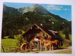 gebrauchtes Buch – Sankt Gilgen - Buchberghütte Buchberghuette Eisenaueralm 1100 m - Pferd Pferde etc. - St. Gilgen Salzkammergut Salzburg Österreich (1990 gelaufen) Ansichtskarte