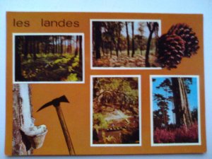 gebrauchtes Buch – Landes - les landes - Visages des Landes - Baum Bäume Baeume Wald Wälder Waelder etc. - Frankreich - Mehrbildkarte (ungelaufen) Ansichtskarte