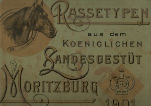 Rassetypen aus dem koeniglichen Landesgestüt Moritzburg 1901