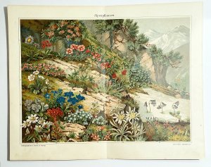 antiquarisches Buch – Chromolithographie / Alpenpfanzen