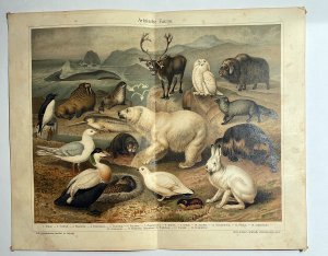 antiquarisches Buch – Chromolithographie / Arktische Fauna