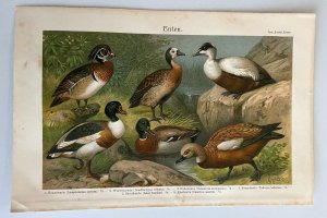 antiquarisches Buch – Chromolithographie / Enten