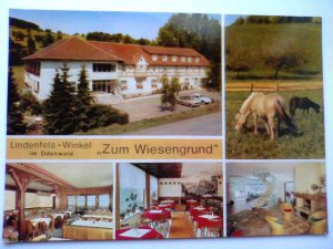 Lindenfels / Winkel - Restaurant -  Café und Pension Zum Wiesengrund - Pferd Pferde etc. Mehrbildkarte - Hessen (ungelaufen) Ansichtskarte