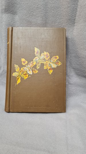 Stein`s Orchideenbuch