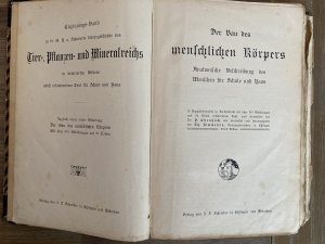 Naturgeschichte des Tier-, Pflanzen- und Mineralreichs / Der Bau des menschlichen Körpers