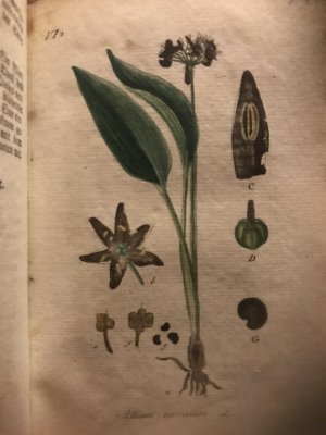 Deutschlands Flora (wohl 1802), Pd m. 55 handkoloierten Tafeln