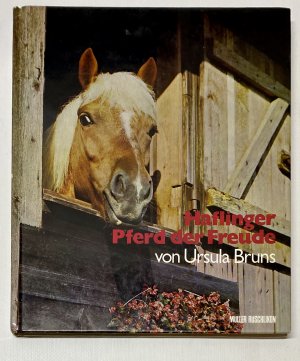 HAFLINGER Pferd der Freude