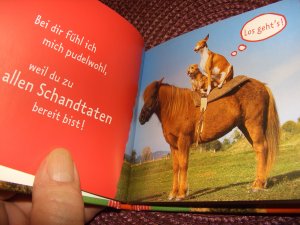 gebrauchtes Buch – Autorenkollektiv; Dorothée Bleker Hrsg – Bei dir fühl ich mich pudelwohl