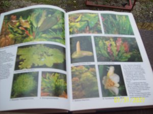 gebrauchtes Buch – Ulrich Schliewen – Wasserwelt Aquarium