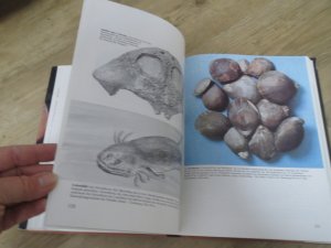 gebrauchtes Buch – Trappi Wild Schraft – Wunderwelt im Stein - Fossilienfunde Zeugen der Urzeit