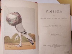 Pigeons. Structure, Varieties, Habits, and Management