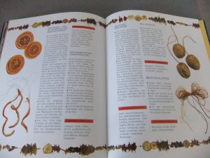 gebrauchtes Buch – Becker, Luzia u – Dekorieren und Gestalten für Advent und Weihnachten