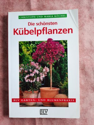 Die schönsten Kübelpflanzen