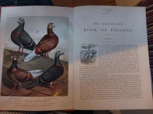 The illustrated Book of Pigeons