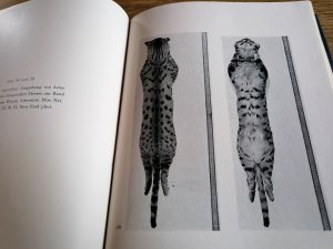 antiquarisches Buch – Th Haltenorth – Die Wildkatzen der alten Welt. Eine Übersicht über die Untergattung Felis.