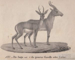 antiquarisches Buch – Hellfarth – 120. a. Die Saiga und b. die gemeine Gazelle oder Corine. Original-Lithographie. Grafik mit Passepartout aus Hellfarths Neue Bildergallerie.