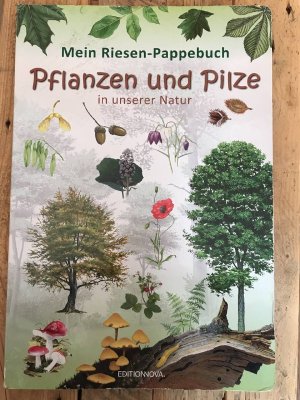 Mein Riesen-Pappebuch : Pflanzen und Pilze in unserer Natur