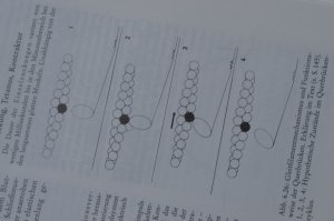 gebrauchtes Buch – Rolf Siewing – Lehrbuch der Zoologie / Allgemeine Zoologie