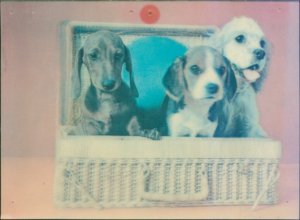 gebrauchtes Buch – Three Dogs in Basket, Hologramm-Karte, 3D-Karte, Lentikular Postkarte