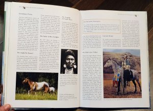 gebrauchtes Buch – Andrea Pabel – Wilde Mustangs - Kühne Reiter