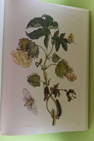 gebrauchtes Buch – Merian, Maria Sibylla (Mitwirkender) – Insects of Surinam = Die Insekten Surinams. Maria Sibylla Merian. [Katharina Schmidt-Loske. Ed. and ed. coordination: Ute Kieseyer. Engl. transl.: Joan Clough. French transl.: Jeanne Etoré-Lortholary]