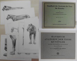 Handbuch der Anatomie der Tiere für Künstler. Band III: Anatomie des Löwen. 16 Tafeln mit Erläuterungen. Heft mit Erläuterungen und 16 Tafeln in Original […]