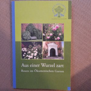 Aus einer Wurzel zart Rosen im Ökumenischen Garten