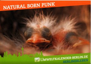 gebrauchtes Buch – Natural Born Punk Berlins Natur - voller schräger Vögel Junge Rotkehlchen