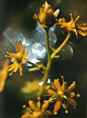 gebrauchtes Buch – Hans-Paul Menara (Fotos) – Zauber der Natur. Ein Buch von den stillen Dingen dieser lauten Welt.