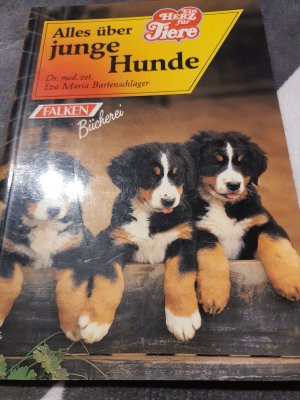 Alles über junge Hunde