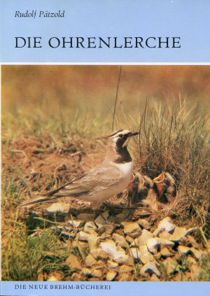 Die Ohrenlerche