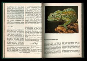 antiquarisches Buch – Sachs, Dr. Walter B – Die Aquarien- und Terrarien Zeitschrift (DATZ) 23. Jahrgang 1970