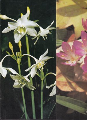 gebrauchtes Buch – Albrecht Hoch – 12 Pflanzen-Kataloge (Blumenzwiebeln) von 1972, 1980, 1980/81