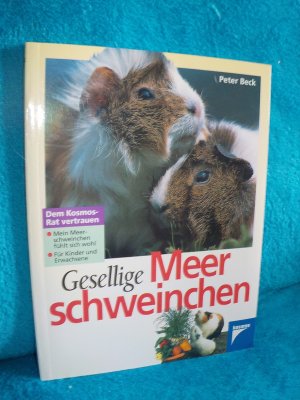 Gesellige Meerschweinchen