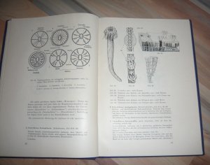 antiquarisches Buch – Prof. Dr – Wirbellose I - Ausgenommen Gliedertiere