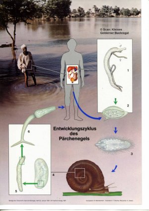 gebrauchtes Buch – Kattmann, Ulrich - pädagogisch-didaktische Fachzeitschrift – Unterricht Biologie 53/1981: PARASITISMUS UND SYMBIOSE / mit OH-Folie "Entwicklungszyklus des Pärchenegels"