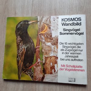 Kosmos-Wandbild 2: Singvögel, Sommervögel