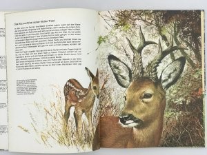 gebrauchtes Buch – Klaus Ruge – Tierkinder in Europa