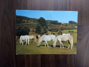 alte Postkarte DDR Pferde Herde Schimmel ECHT FOTO